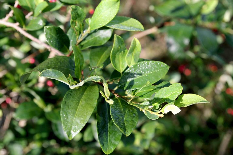 The coca leaf
