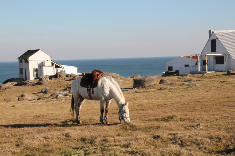 A horse grazes the winter grass on on protected land of Cabo Polonio National Park in Uruguay. Notice his front legs have been tied by his owner so that he cannot wander too far